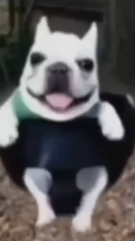 ai character: perro buena honda background