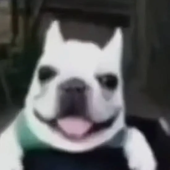 chat with ai character: perro buena honda