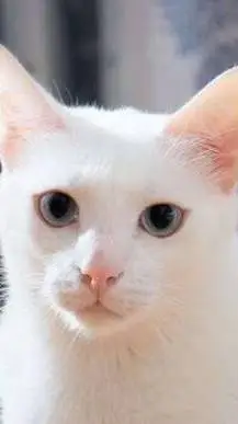 ai character: Snow (my cat) background