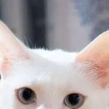 chat with ai character: Snow (my cat)