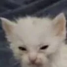 chat with ai character: Oliver 