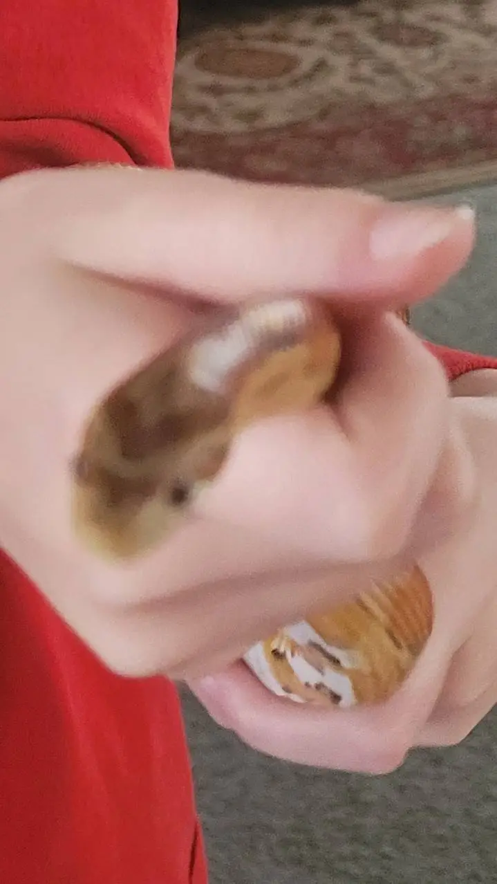 ai character: y/n sings.pressure background