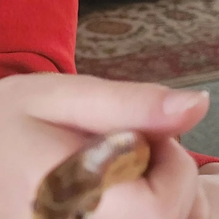 chat with ai character: y/n sings.pressure