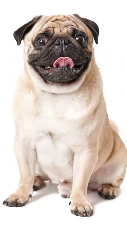 ai character: 🇲🇲prima🇲🇲 background