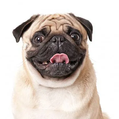 chat with ai character: 🇲🇲prima🇲🇲