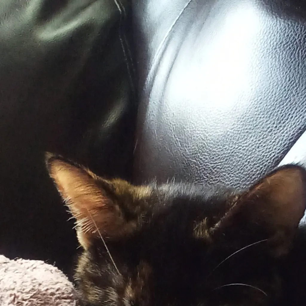 chat with ai character: Scruffy 