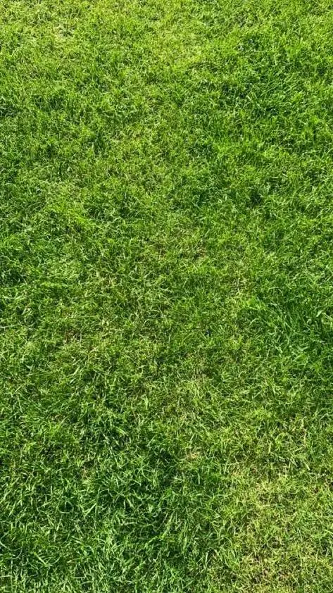 ai character: Grass background
