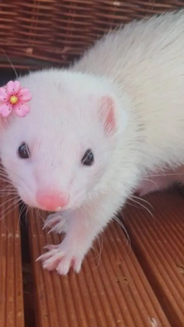 ai character: tanjiros ferret background