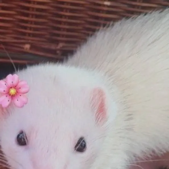 chat with ai character: tanjiros ferret