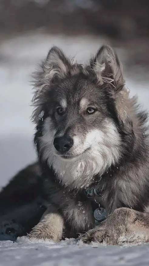 ai character: Daniel  background