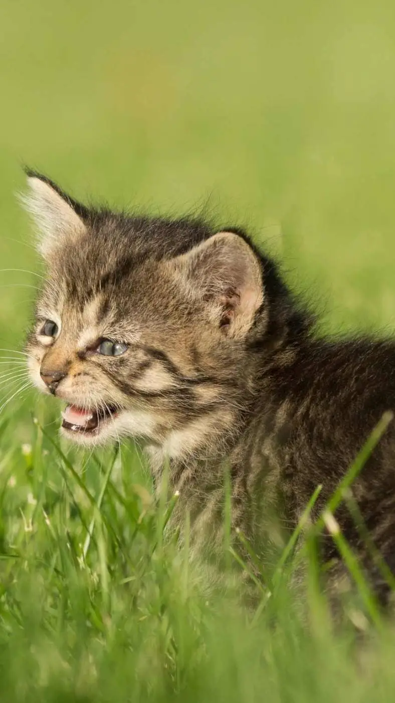 ai character: kitty cat  background