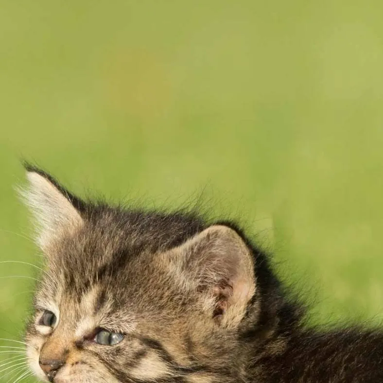 chat with ai character: kitty cat 