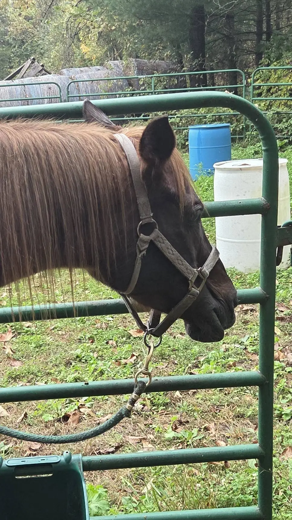 ai character: Brosiababe  background