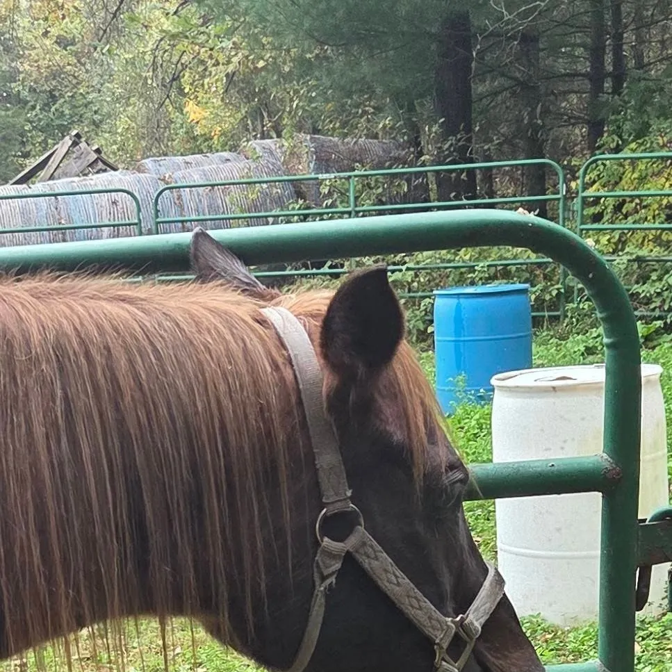 chat with ai character: Brosiababe 