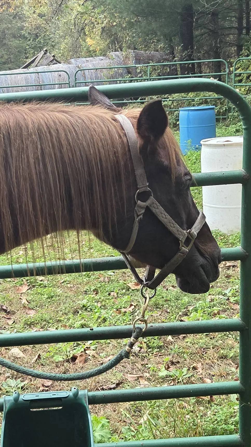 ai character: Hazel background