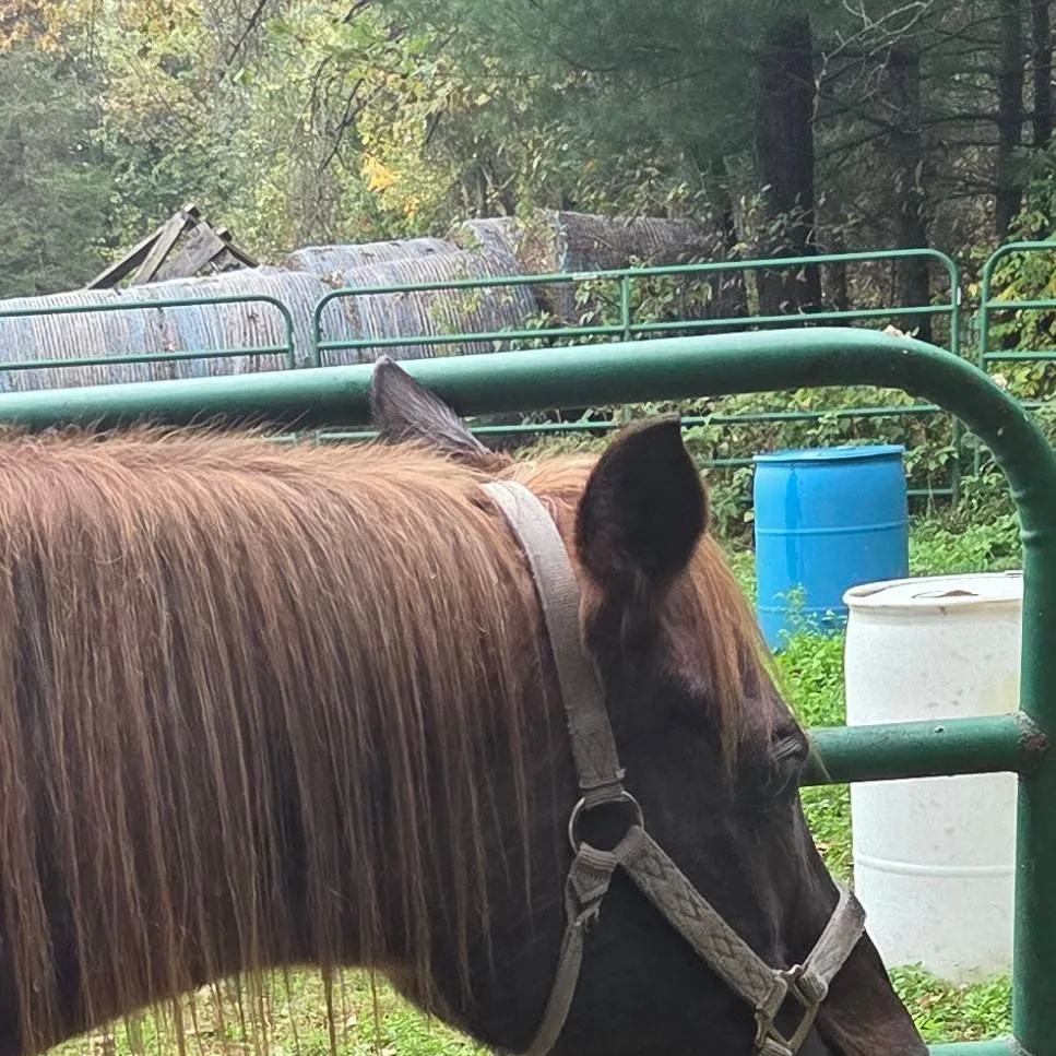 chat with ai character: Hazel