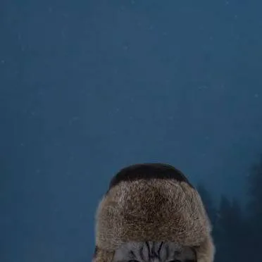 chat with ai character: Комару