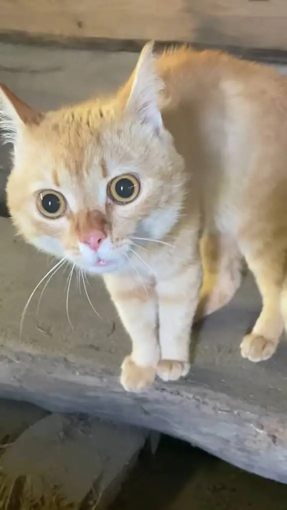 ai character: RLD humanized  background