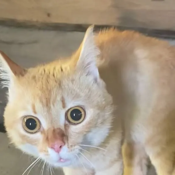 chat with ai character: RLD humanized 