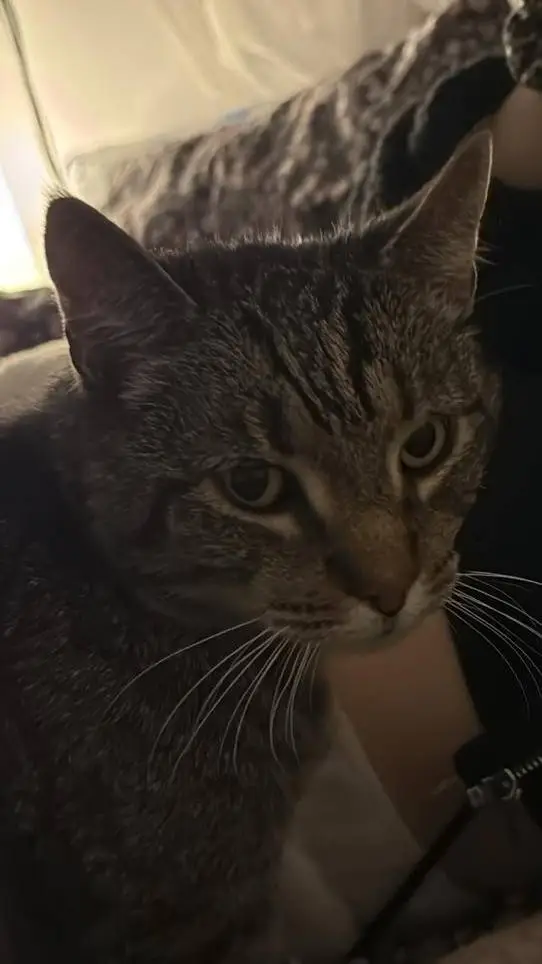 ai character: Vili background