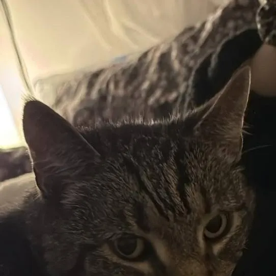 chat with ai character: Vili