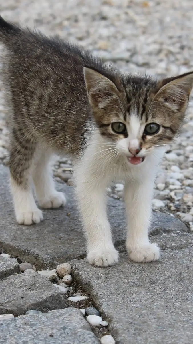 ai character: homless kitten background