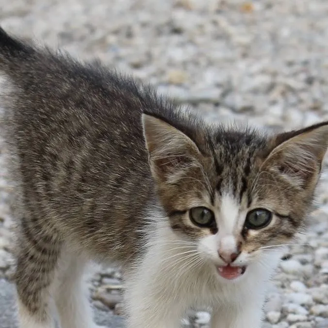 chat with ai character: homless kitten