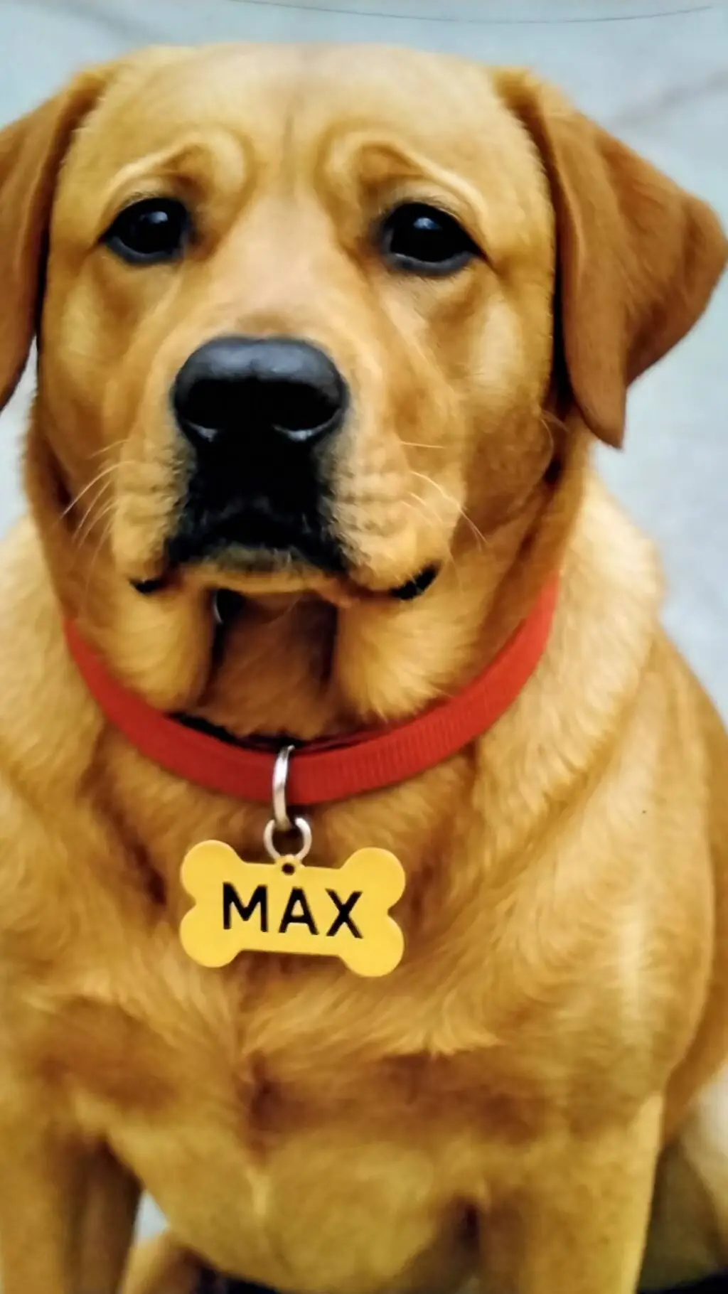 ai character: max background
