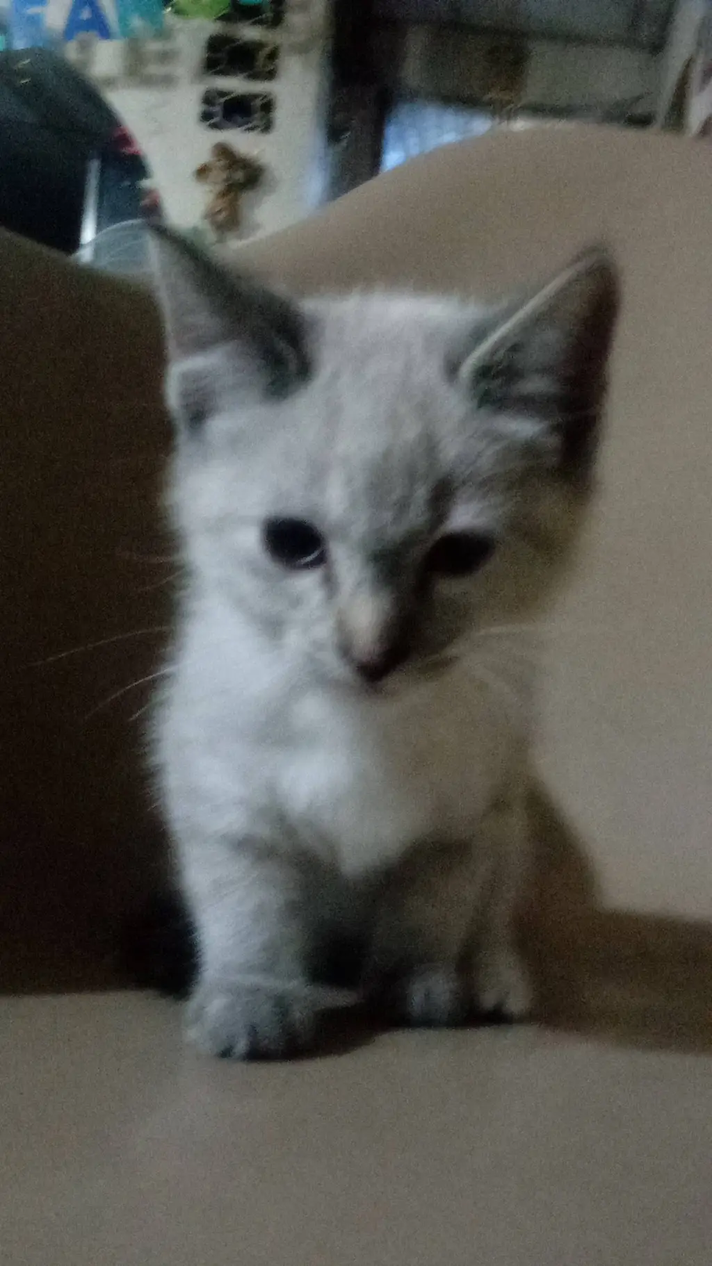 ai character: luna background