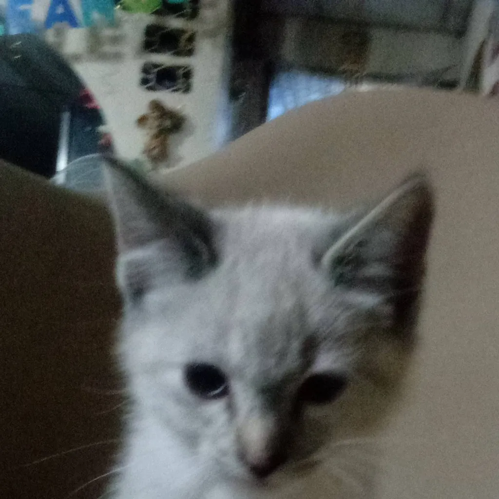 chat with ai character: luna