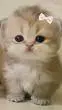 ai character: Cats background