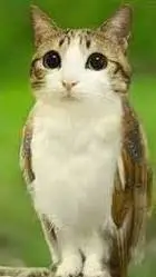 ai character: meowl background