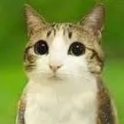 chat with ai character: meowl