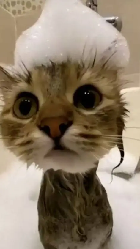 ai character: kitty background