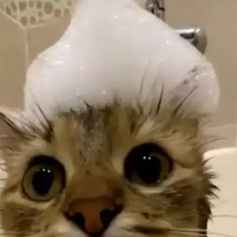 chat with ai character: kitty