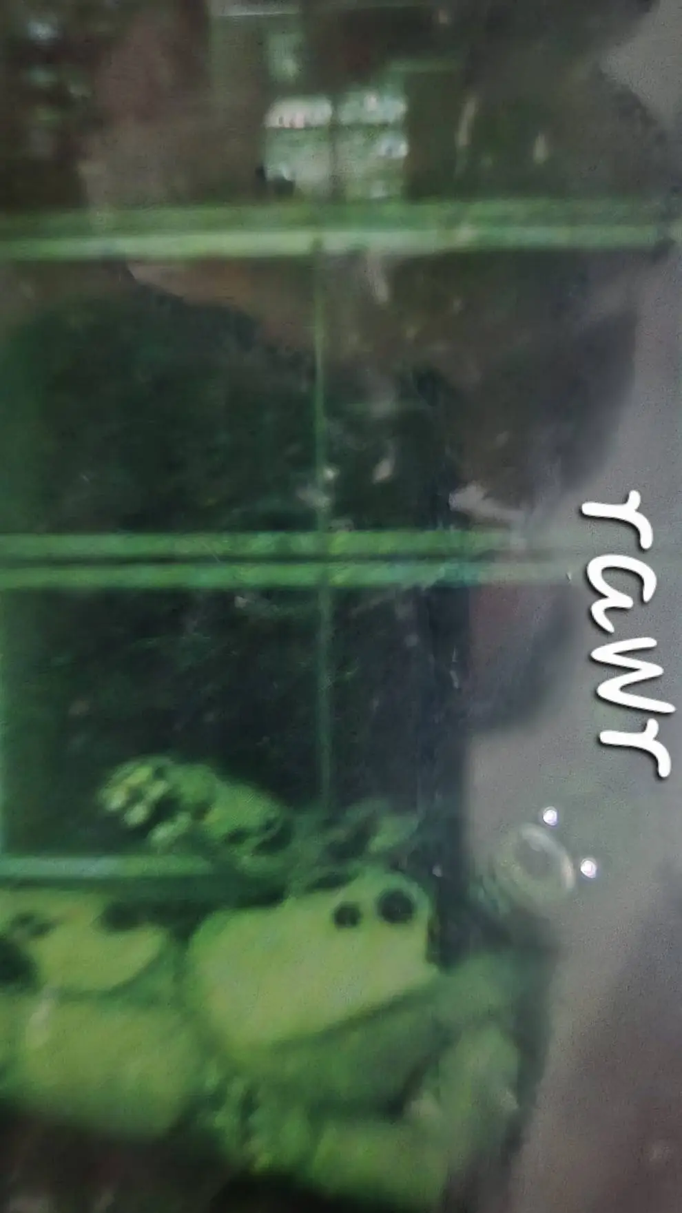 ai character: springlock background