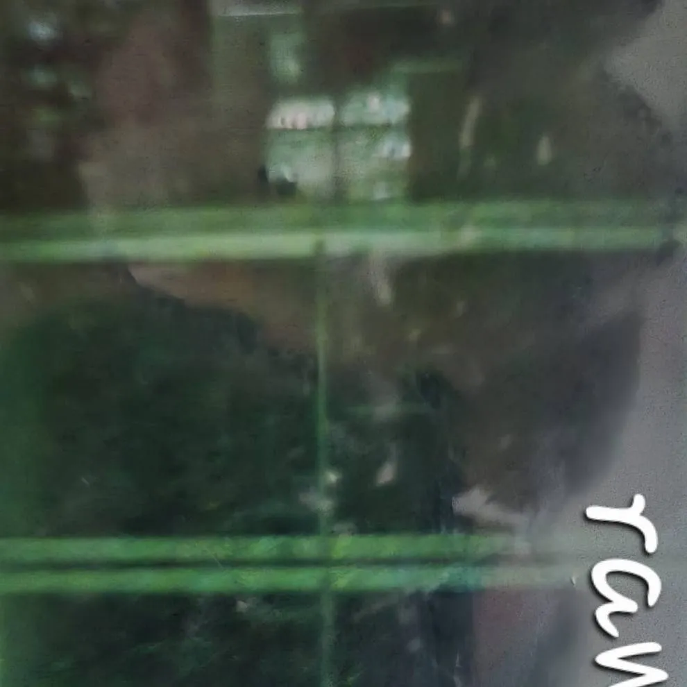 chat with ai character: springlock