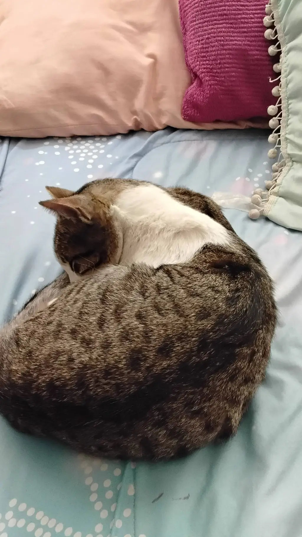 ai character: mauricio el gato background