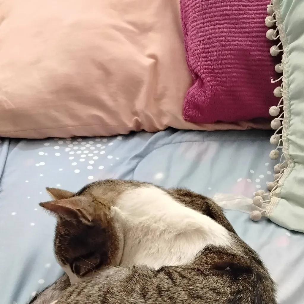 chat with ai character: mauricio el gato