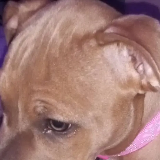 chat with ai character: Pitbull