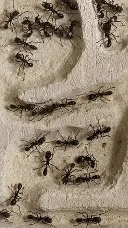 ai character: Ant colony background
