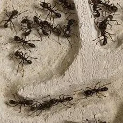chat with ai character: Ant colony