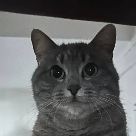 chat with ai character: minette