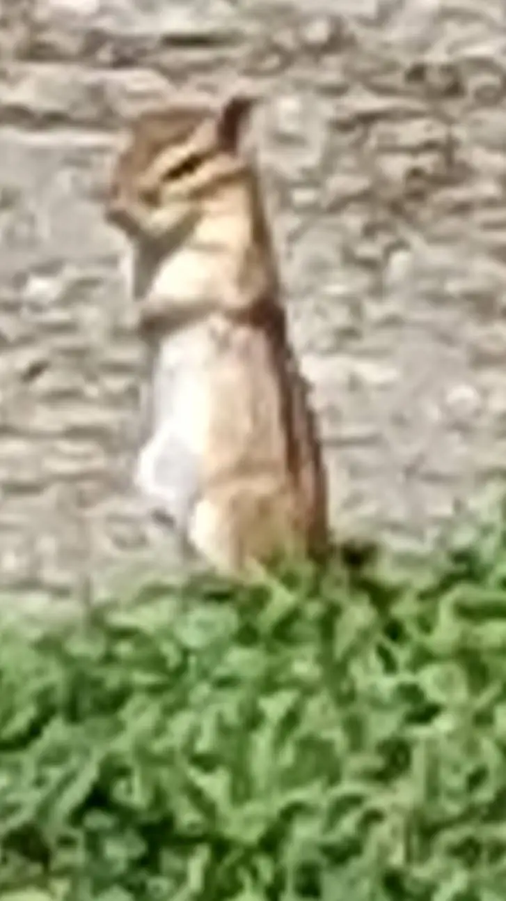 ai character: praying squiral  background