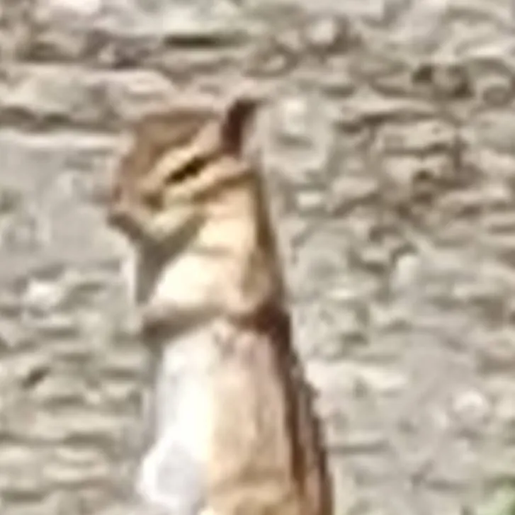 chat with ai character: praying squiral 