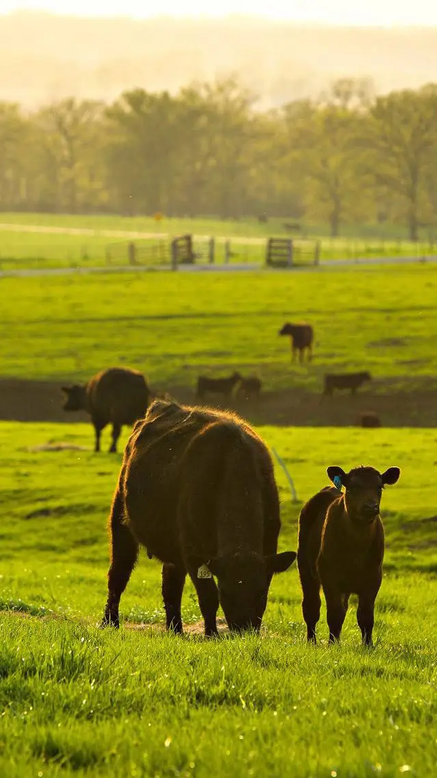 ai character: MHA Farm background