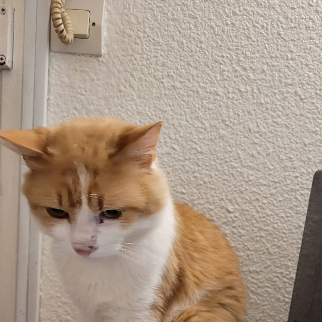 chat with ai character: juste des question