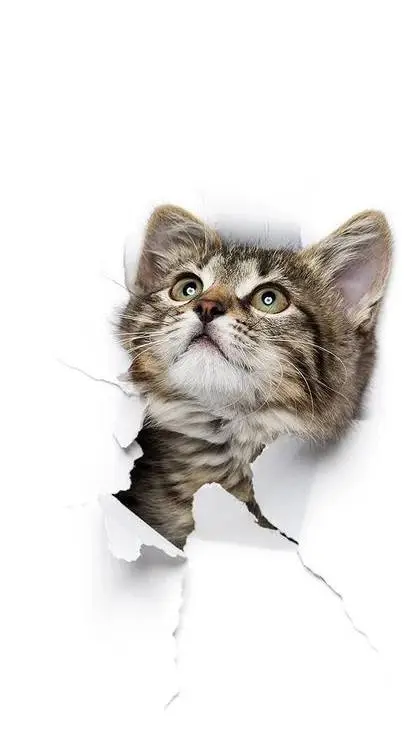 ai character: cats background