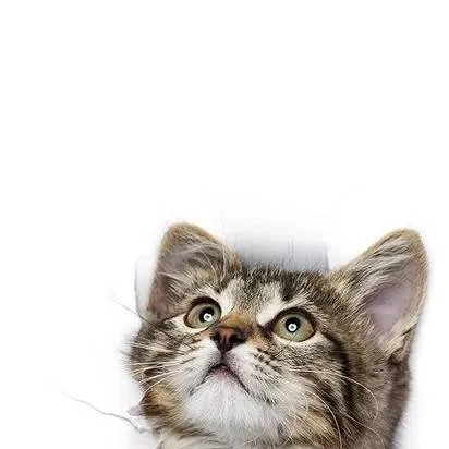 chat with ai character: cats