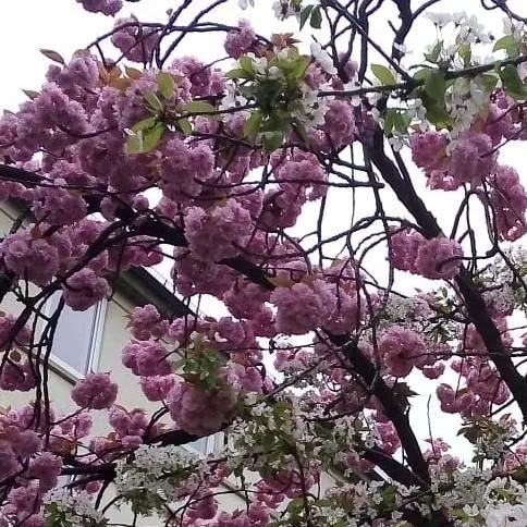 chat with ai character: Mira 